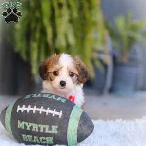 Scout, Cavachon Puppy